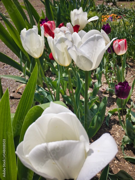 Fototapeta It's a nice day. The tulip at the top greets everyone.