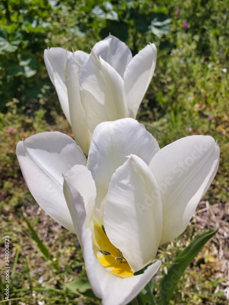 Fototapeta Gentle white tulips. The reason why the flowers are slightly open is due to the heavy rain the day before.