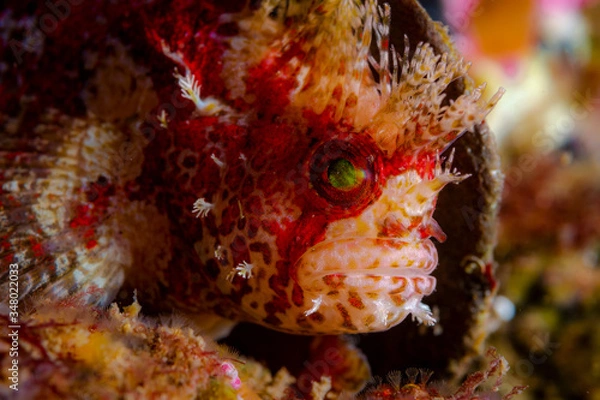 Obraz The Warbonnet sayto.