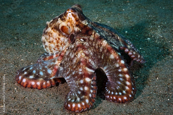 Obraz The Day octopus