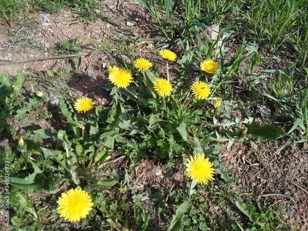 Obraz yellow dandelions in the grass