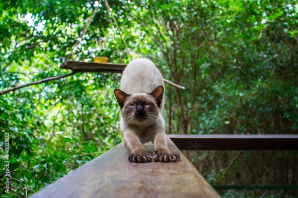 Obraz stretching cat