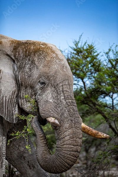 Fototapeta Elephant eats vegetation