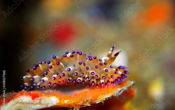 Obraz The nudibranch Janolus sp.