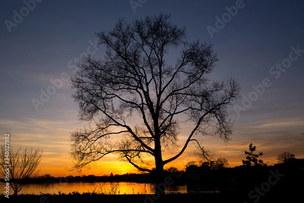 Obraz Sunset Tree