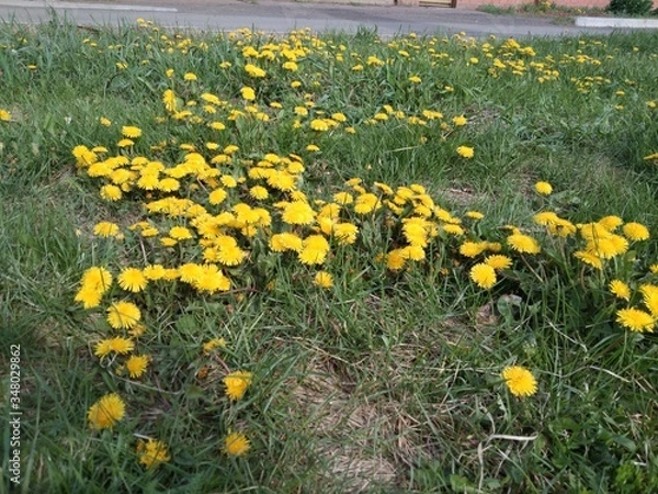 Obraz dandelions in the grass
