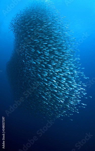 Obraz The sardinas bait ball.