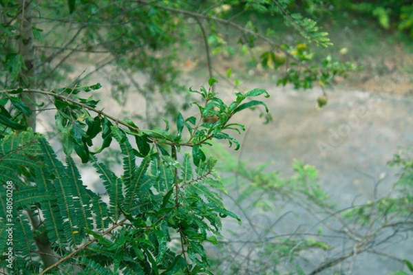 Obraz Pomegranate tree