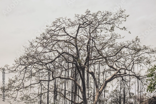 Obraz Sri Lankan Tree