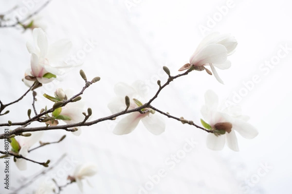 Fototapeta White magnolia flowers on a branch on a background of bright cold spring sky.