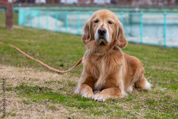 Fototapeta 伏せしてるゴールデンレトリーバー