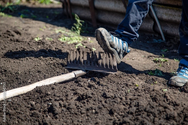 Obraz foot stepping on a rake