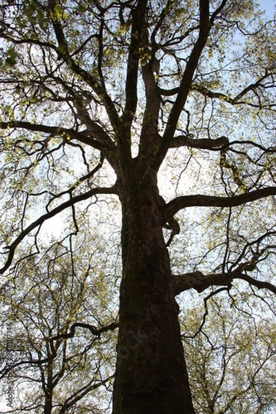Fototapeta Mar de ramas