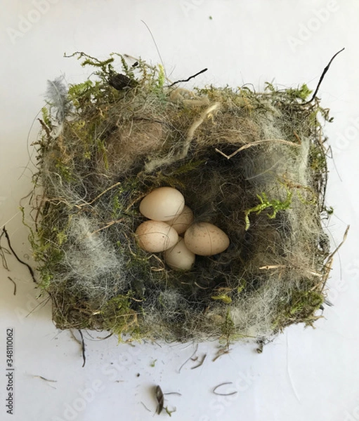 Fototapeta left nest with six little eggs of the great tit taken out of a nest box