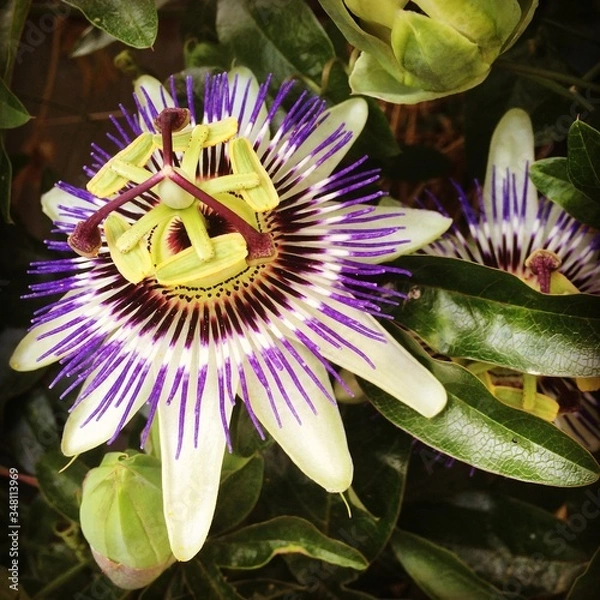 Obraz Fleur de la passion