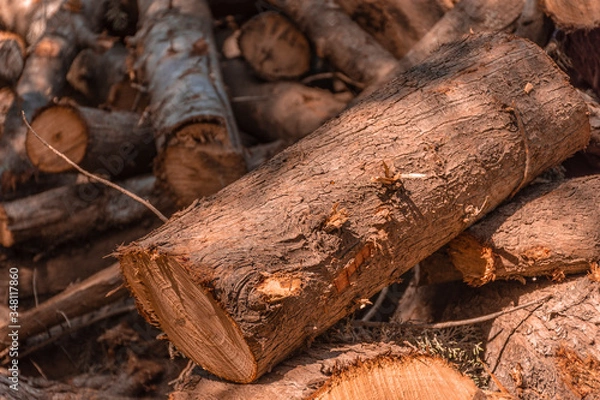 Obraz troco de ciprés cortado