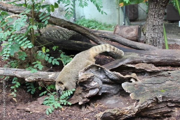 Obraz Coati Nasua Narica