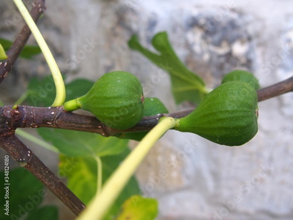 Fototapeta OLYMPUS DIGITAL CAMERA