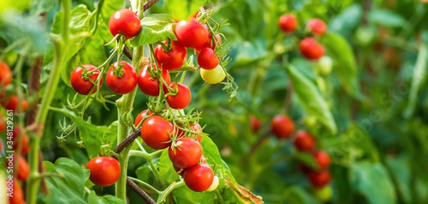 Fototapeta Ripe tomato plant growing in greenhouse. Fresh bunch of red natural tomatoes on a branch in organic vegetable garden. Blurry background and copy space for your advertising text message