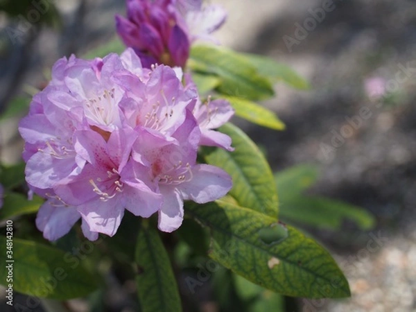 Obraz 公園に咲くシャクナゲ