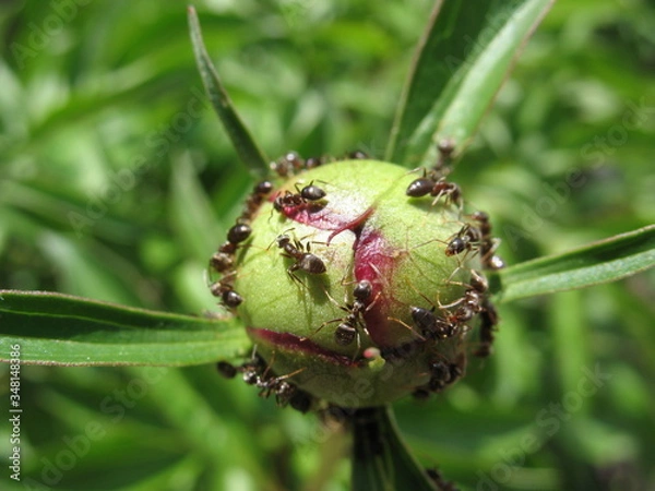 Obraz Ants on a flower bud.