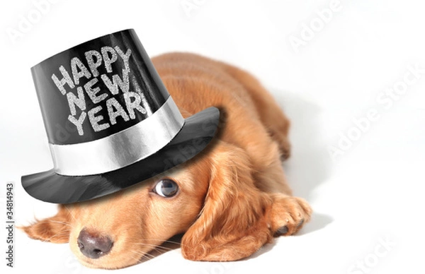 Obraz Szczeniak jamnika