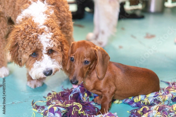 Obraz 犬のデイケア