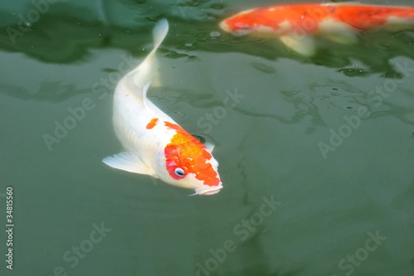 Obraz Koi Carp Swimming In The Water