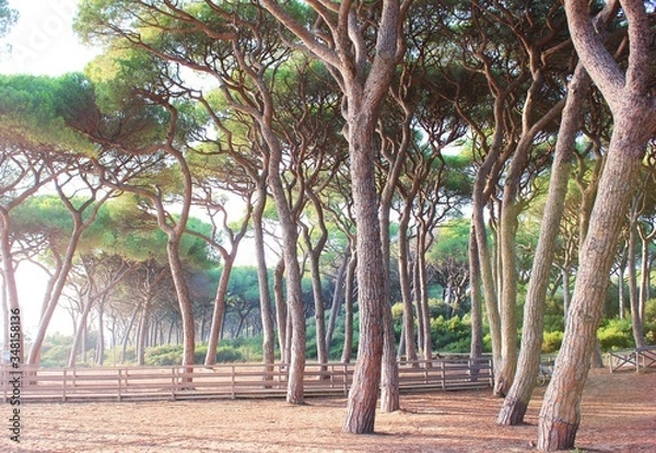 Fototapeta Pinienwald