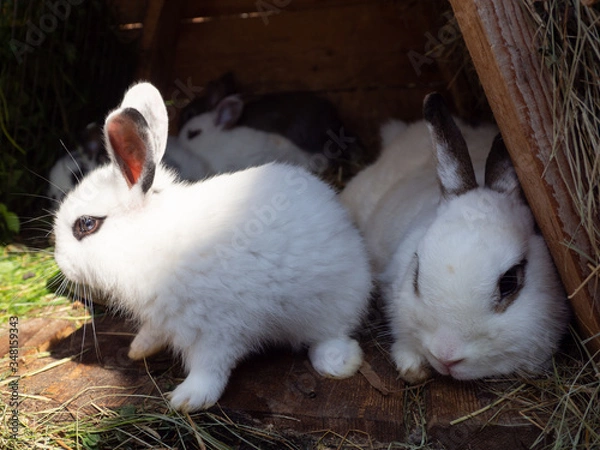 Fototapeta White hotot rabbit in the hutch on dry grass.