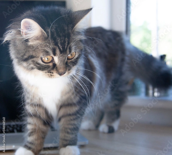 Obraz Cute pet kitten while working at home