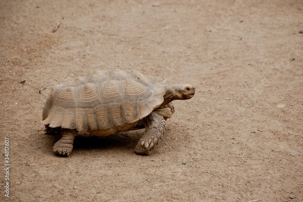 Obraz черепаха