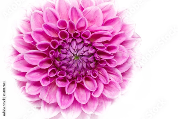 Fototapeta Blühende Dahlie (Dahlia) mit großer Schärfentiefe