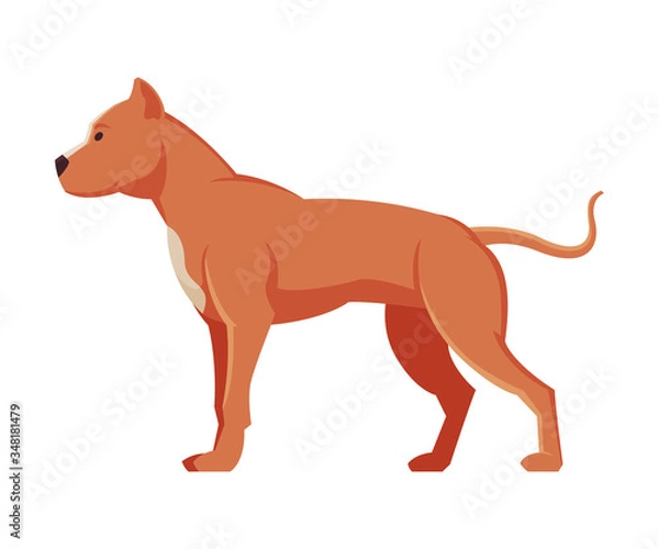 Fototapeta American Bandog Purebred Dog, Pet Animal, Side View Vector Illustration