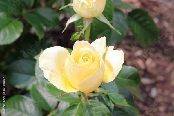 Obraz Single Yellow Rose