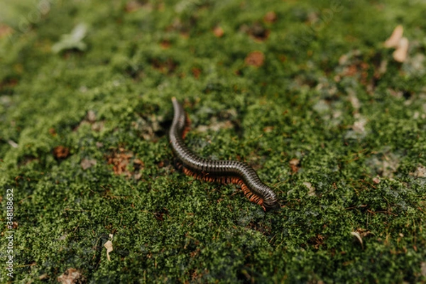 Obraz 
millipede in the moss
