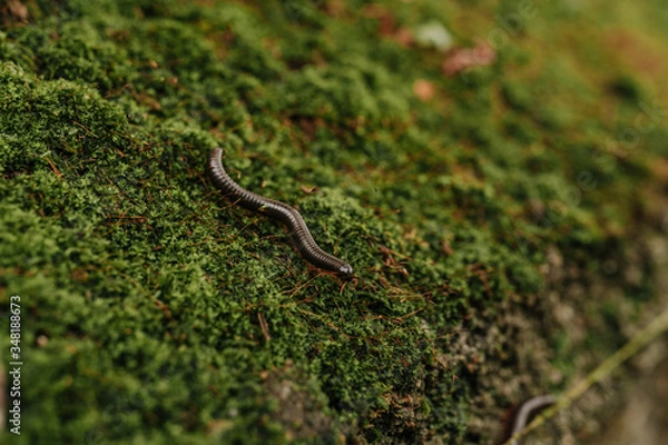 Obraz millipede in the moss