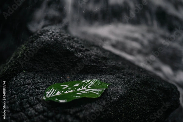 Obraz green leaf on the ground