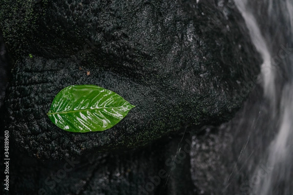 Obraz green leaf on black background