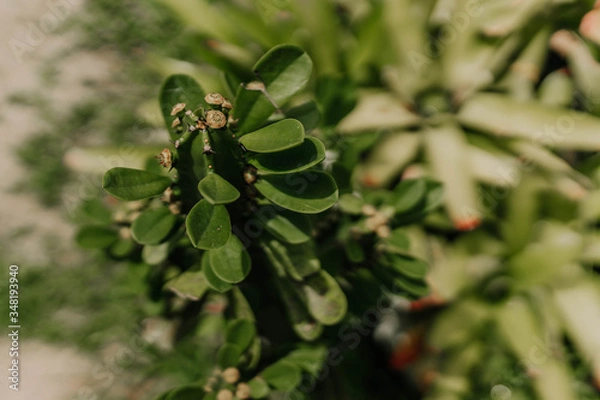 Obraz pine tree branches with cones