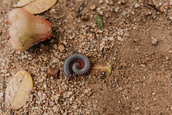 Obraz shell on the sand