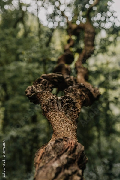 Obraz trunk of a tree