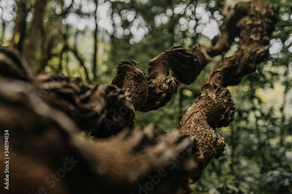 Obraz great horned owl