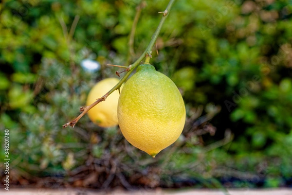 Fototapeta Lemon tree with ripe yellow lemon fruit hanging on a branch