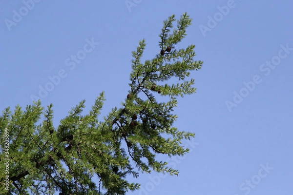 Obraz Springtime in the pine forest