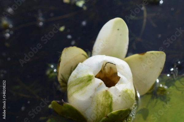 Obraz water lily flower