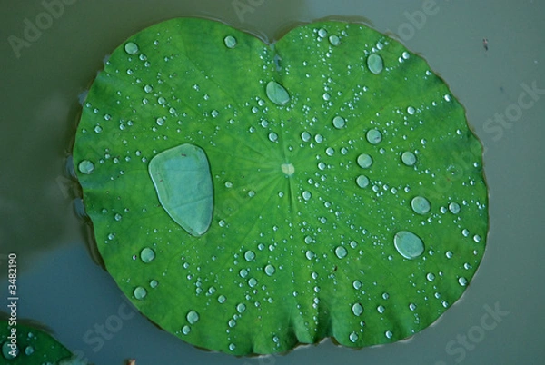 Fototapeta water droplets and lotus leaf inside the pond