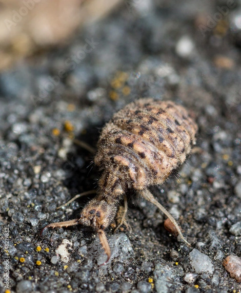 Obraz Antlion macro with grey background