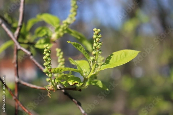 Fototapeta Spring. Tender young leaves open and the first buds appear.