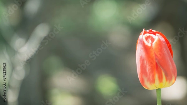 Obraz red tulip flower